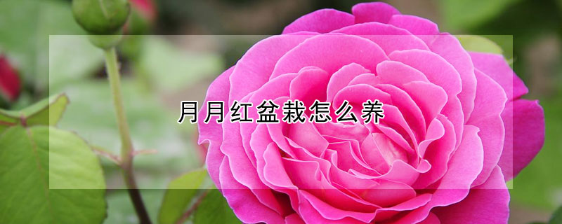 月月紅盆栽怎麼養