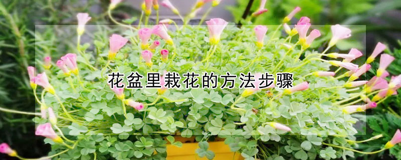 花盆裏栽花的方法步驟