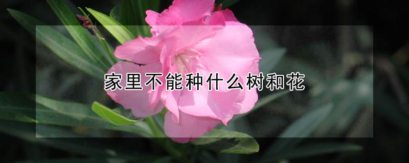 家裏不能種什麼樹和花