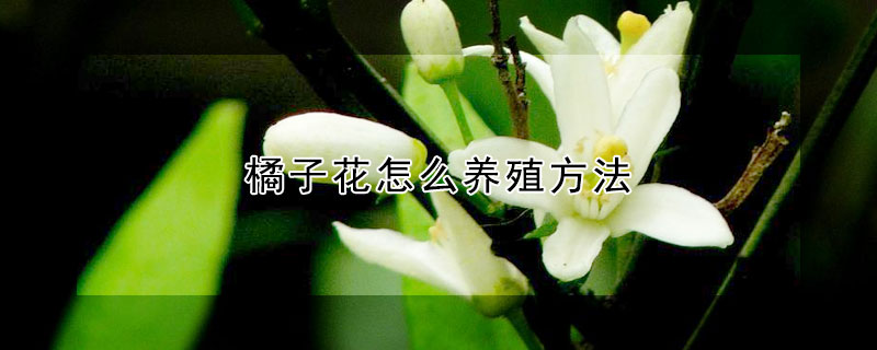 橘子花怎麼養殖方法