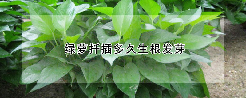 綠蘿扡插多久生根發芽