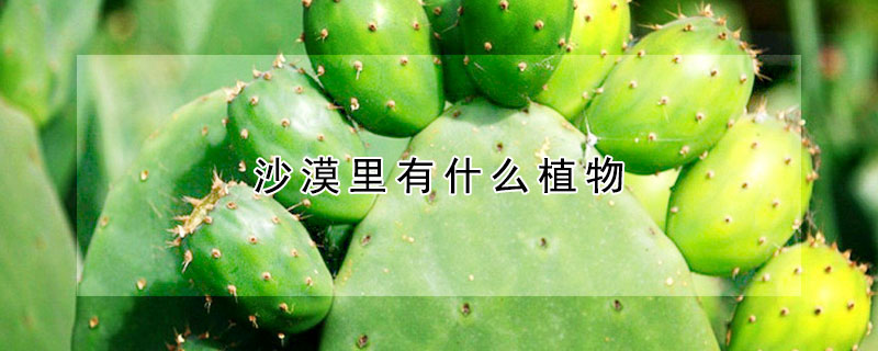 沙漠裏有什麼植物