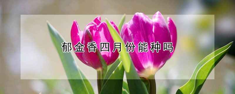 鬱金香四月份能種嗎