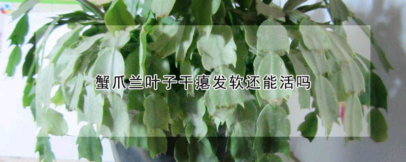 蟹爪蘭葉子幹癟發軟還能活嗎