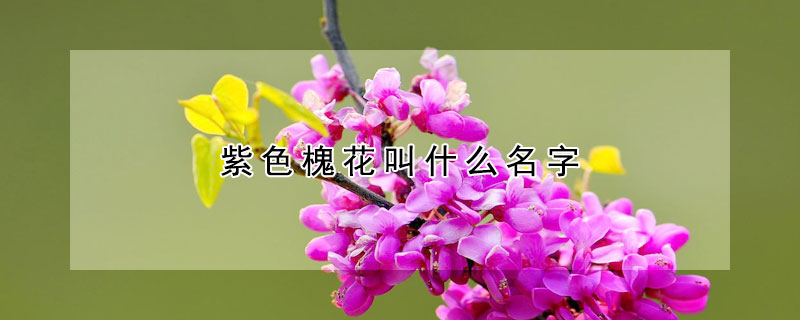 紫色槐花叫什麼名字