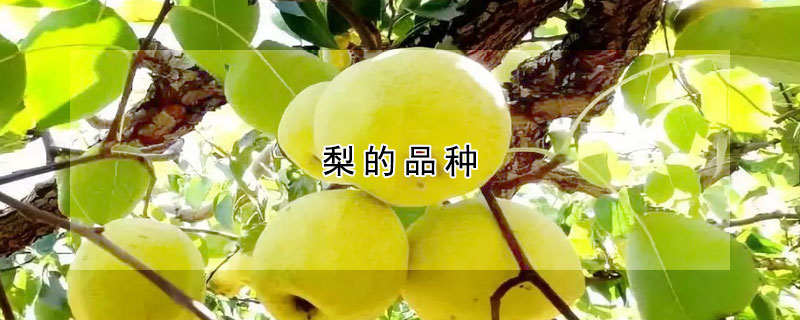 梨的品種