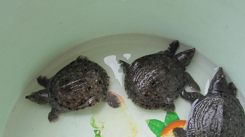 室內怎麼養甲魚