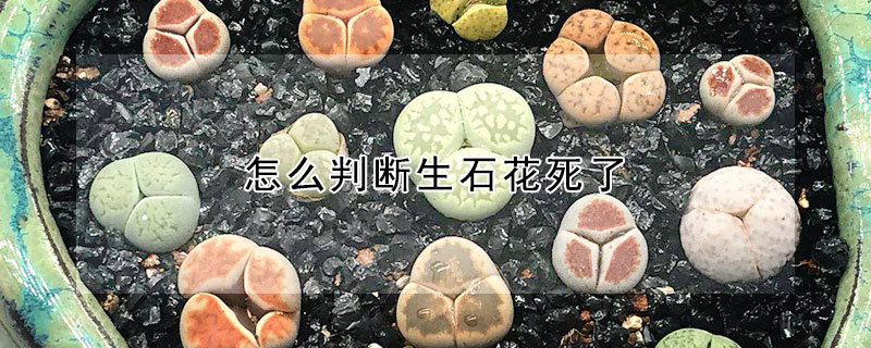 怎麼判斷生石花死了