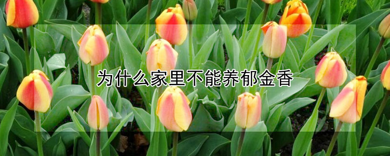 為什麼家裏不能養鬱金香