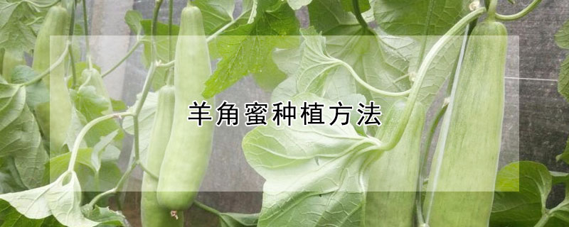 羊角蜜種植方法