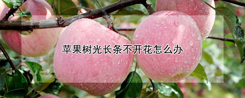 蘋果樹光長條不開花怎麼辦