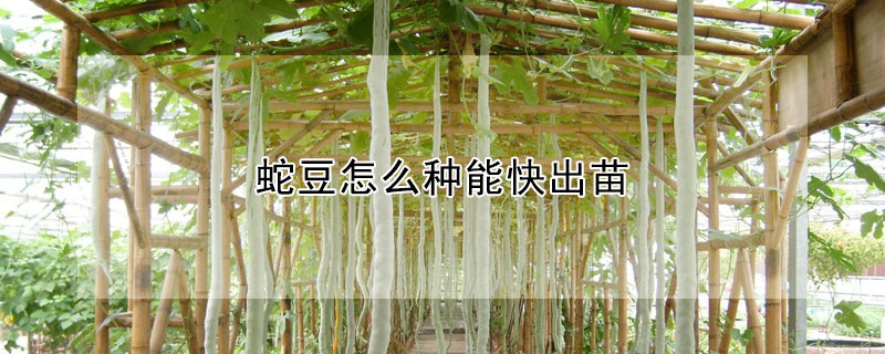 蛇豆怎麼種能快出苗