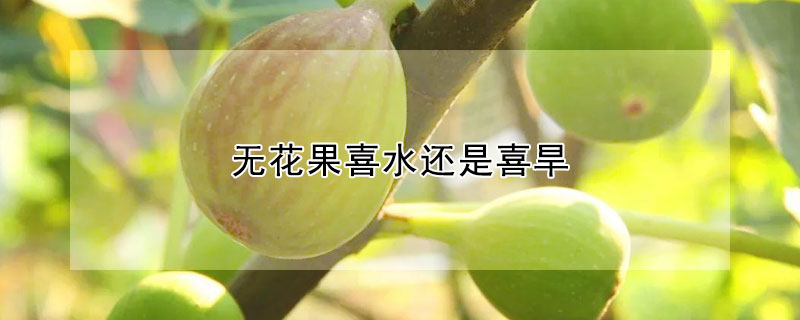無花果喜水還是喜旱