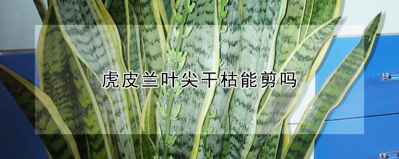 虎皮蘭葉尖幹枯能剪嗎