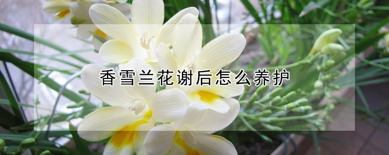 香雪蘭花謝後怎麼養護