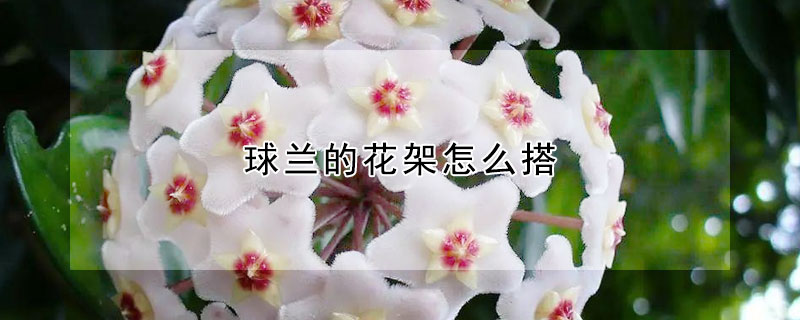 球蘭的花架怎麼搭