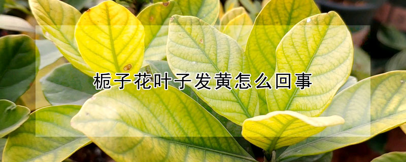 梔子花葉子發黃怎麼回事