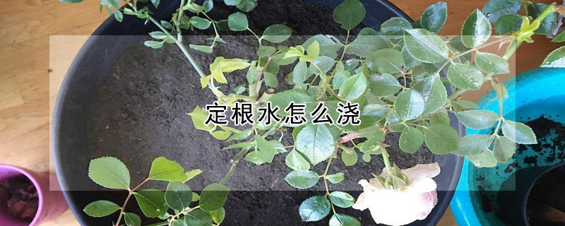 定根水怎麼澆