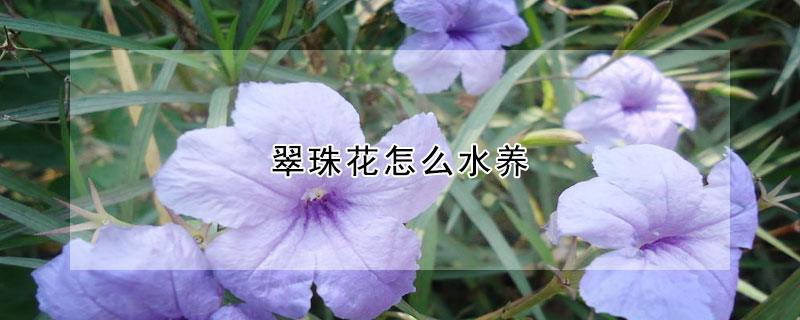 翠珠花怎麼水養
