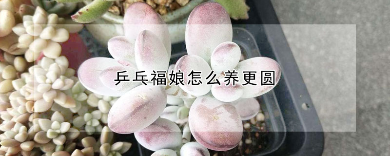 乒乓福娘怎麼養更圓