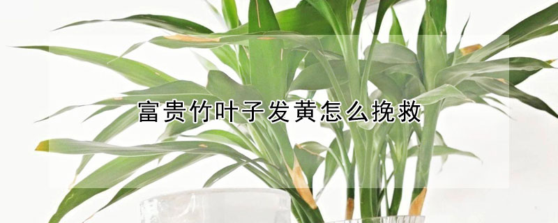 富貴竹葉子發黃怎麼挽救