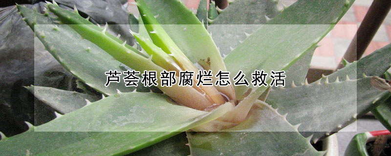 蘆薈根部腐爛怎麼救活