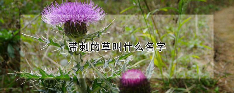 帶刺的草叫什麼名字