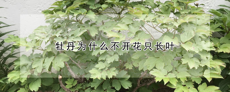 牡丹為什麼不開花隻長葉