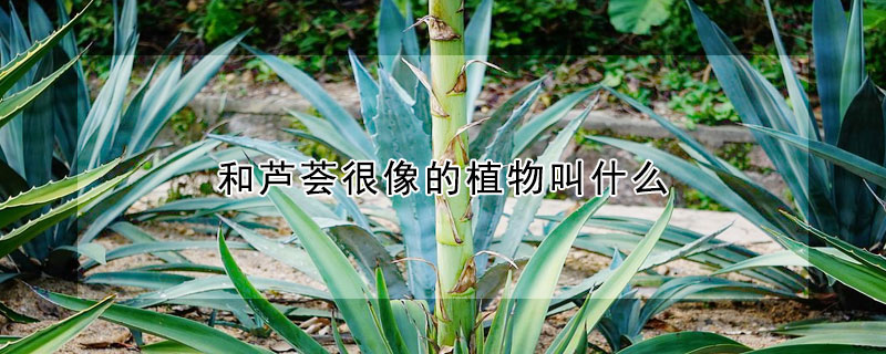 和蘆薈很像的植物叫什麼