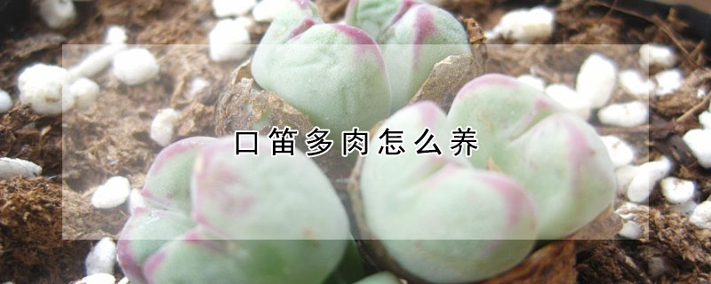 口笛多肉怎麼養
