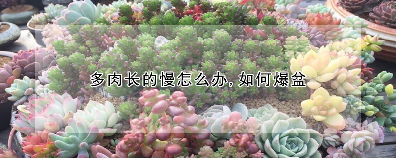 多肉長的慢怎麼辦,如何爆盆