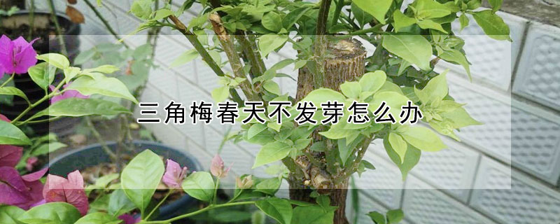 三角梅春天不發芽怎麼辦
