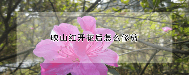 映山紅開花後怎麼修剪