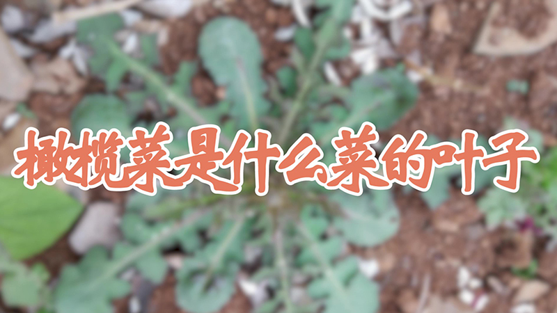 橄欖菜是什麼菜的葉子