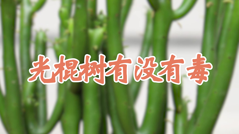 光棍樹有沒有毒