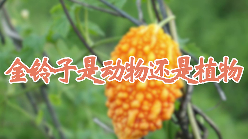 金鈴子是動物還是植物
