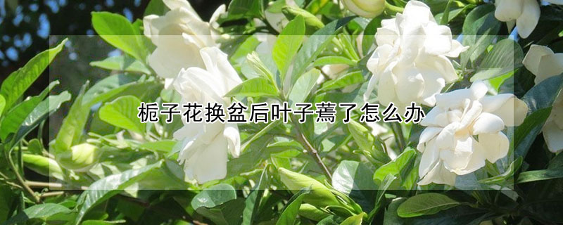 梔子花換盆後葉子蔫了怎麼辦