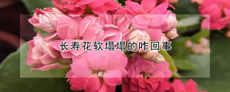 長壽花軟塌塌的咋回事