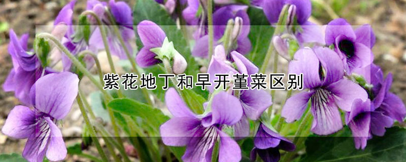紫花地丁和早開堇菜區別