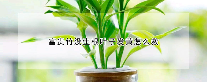 富貴竹沒生根葉子發黃怎麼救