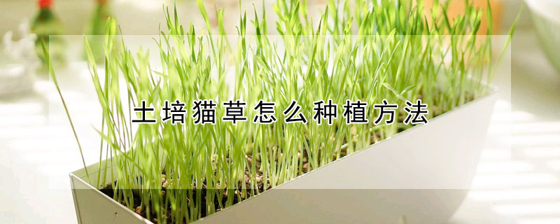 土培貓草怎麼種植方法