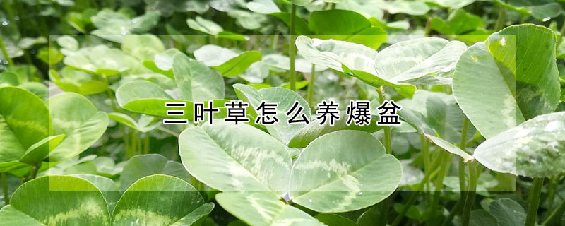 三葉草怎麼養爆盆