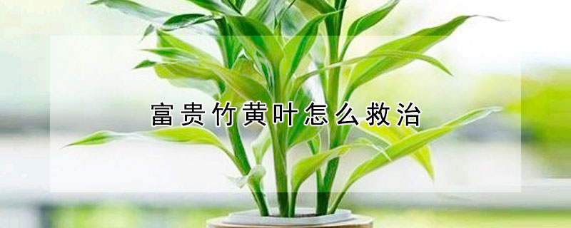 富貴竹黃葉怎麼救治