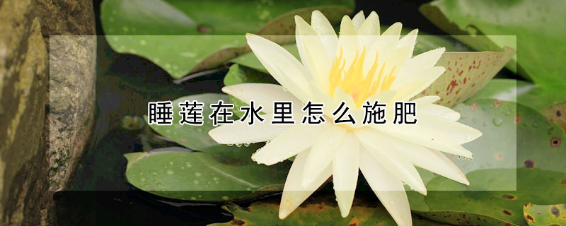 睡蓮在水裏怎麼施肥