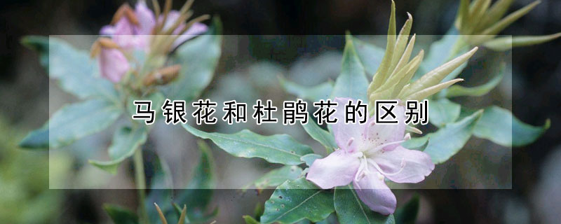馬銀花和杜鵑花的區別