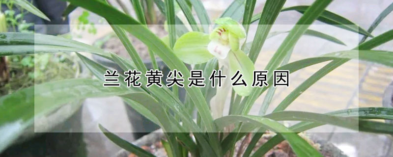 蘭花黃尖是什麼原因