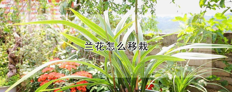 蘭花怎麼移栽