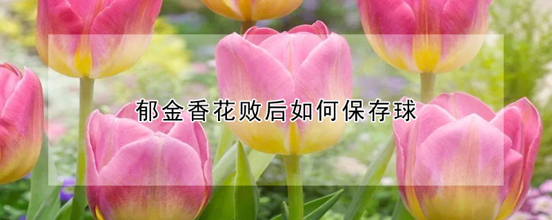 鬱金香花敗後如何保存球