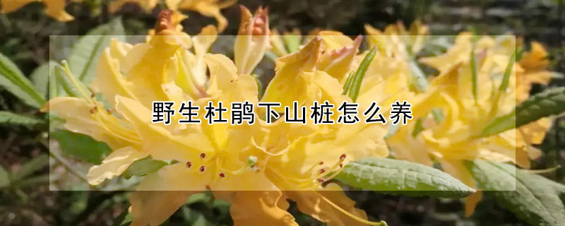野生杜鵑下山樁怎麼養