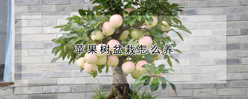 蘋果樹盆栽怎麼養